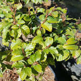 Fagus sylvatica 'Asterix' - Zwergbuche