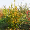 Diospyros 'Nikita's Gift' (D.virg.x D.kaki) - Dattelpflaume