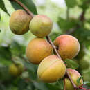 Marille - Prunus armeniaca 'Klosterneuburger'