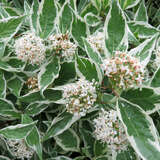 Cornus alba 'Elegantissima' - Weißbunter Hartriegel