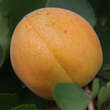Prunus armeniaca 'Aprikose von Nancy': Bild 1/2