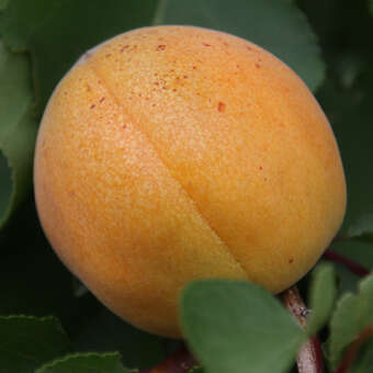 Marille - Prunus armeniaca 'Aprikose von Nancy'