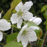 Pyrus pyrifolia 'Tsu-Li' - Nashi-Birne