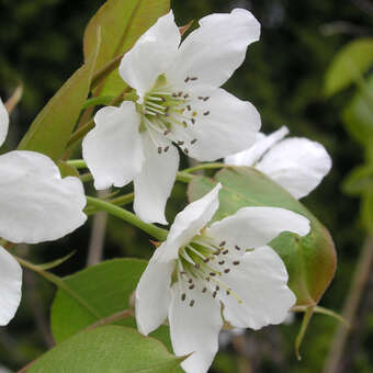 Pyrus pyrifolia 'Tsu-Li'