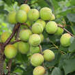 Prunus arm. 'Bergeron': Bild 1/5