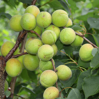 Prunus arm. 'Bergeron'