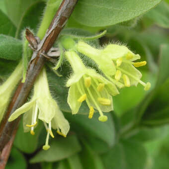 Lonicera caerulea kamt. 'Blue Star'