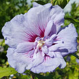 Hibiscus syriacus 'Blue Chiffon' - Eibisch
