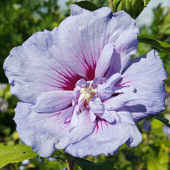 Hibiscus syr. 'Blue Chiffon'