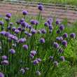 Allium schoenoprasum: Bild 3/4