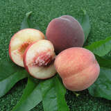 Prunus persica 'Benedikte' - Pfirsich