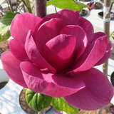 Magnolia 'Black Tulip' - Großblumige Magnolie