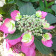 Hydrangea serrata 'Cotton Candy': Bild 1/3