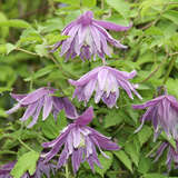Clematis macropetala - Akelei-Waldrebe