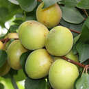Prunus armeniaca 'Schafbergmarille' - Marille