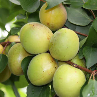 Prunus armeniaca 'Schafbergmarille'