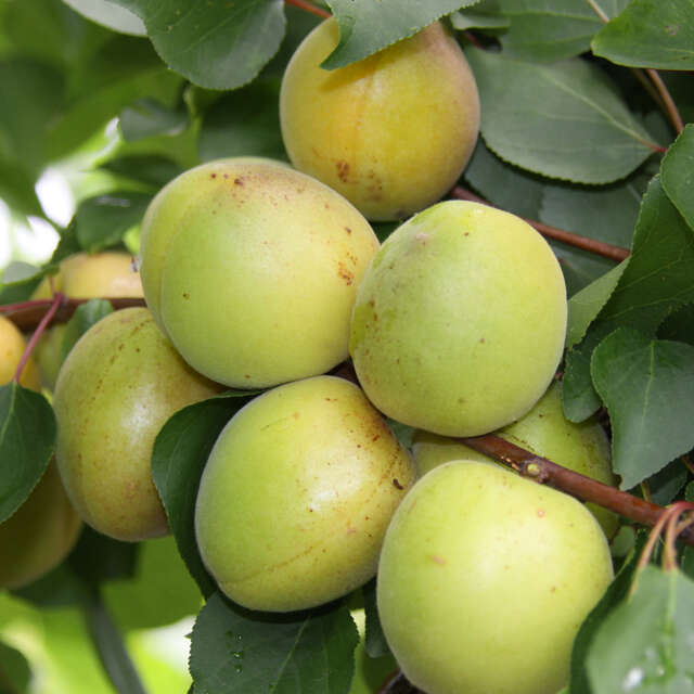 Marille Vom Gärtner mit Anwuchsgarantie kaufen rasche Lieferung