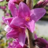 Daphne mezereum 'Rubra' - Roter Seidelbast