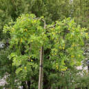 Caragana arborescens 'Pendula' - Hänge-Erbsenstrauch