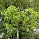 Caragana arborescens 'Pendula' - Hänge-Erbsenstrauch
