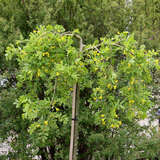 Caragana arborescens 'Pendula' - Hänge-Erbsenstrauch