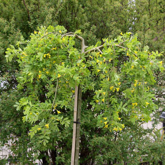 Caragana arborescens 'Pendula'