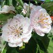 Malus ioensis 'Fimbriata': Bild 1/3