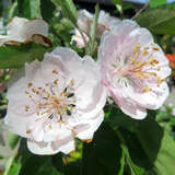 Malus ioensis 'Fimbriata' - Gefülltblühender Zierapfel