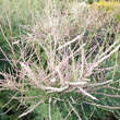 Tamarix ramosissima 'Hulsdonk White': Bild 1/2