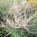 Tamariske Tamariske