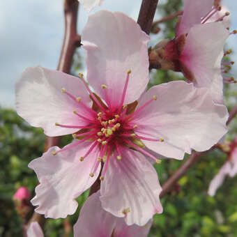 Prunus 'Tendul'