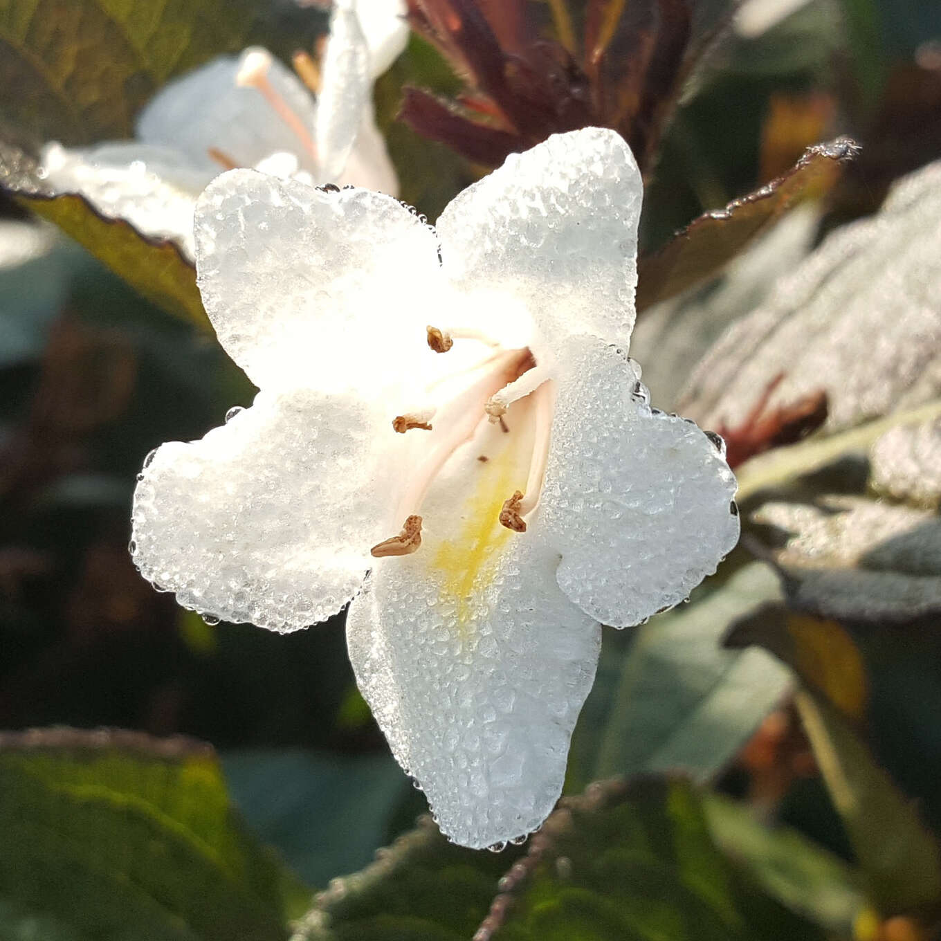 Rotblättrige Weigelie weiß Weigela 'Ebony and Ivory' weiß