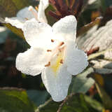 Weigela  'Ebony and Ivory' - Rotblättrige Weigelie