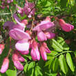 Robinia hispida 'Macrophylla': Bild 1/4