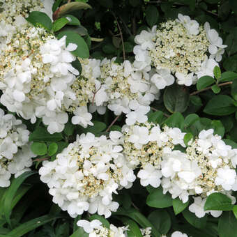 Viburnum macrocephalum 'Keteleerii'