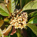 Viburnum nudum 'Brandywine' - Amerikanischer Schneeball