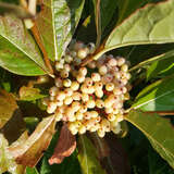 Viburnum nudum 'Brandywine' - Amerikanischer Schneeball