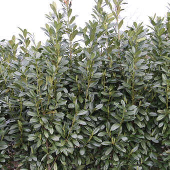 Prunus laurocerasus 'Green Torch'