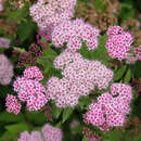 Spiraea japonica 'Little Princess' - Japanspiere