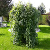 Sophora japonica 'Pendula' - Hänge-Schnurbaum