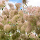 Cotinus coggygria - Heimischer Perückenstrauch