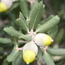 Quercus ilex - Steineiche - NICHT WINTERHART