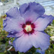Hibiscus syriacus 'Blue Bird': Bild 2/5