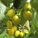 Cornus mas 'Yellow' - Frucht-Dirndlstrauch