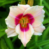 Hemerocallis 'Brilliant Circle' - Taglilie