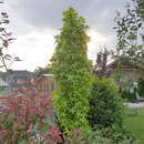 Liquidambar styraciflua 'Slender Silhouette' - Säulen-Amberbaum