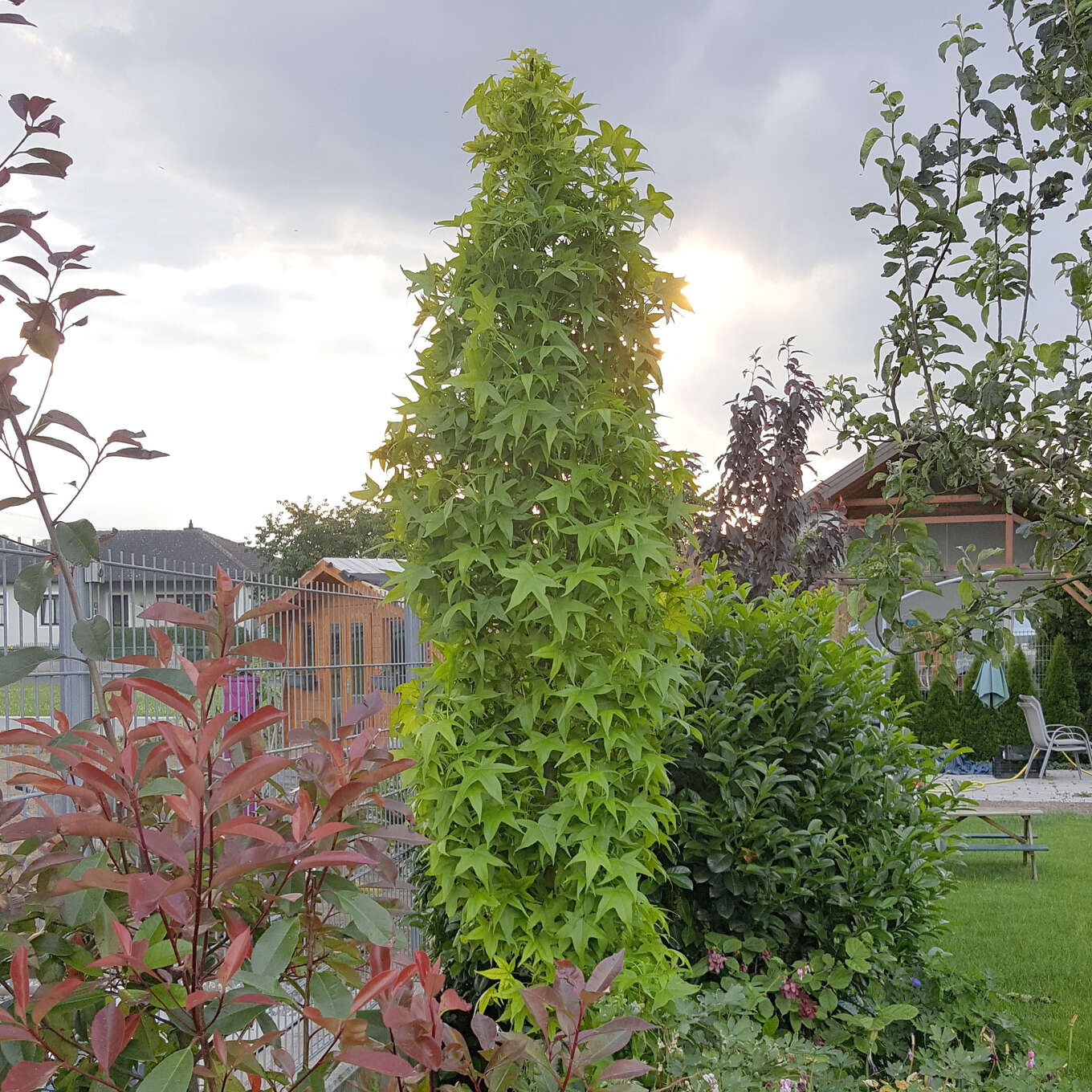 SäulenAmberbaum Liquidamber st.'Slender Silhouette' grün