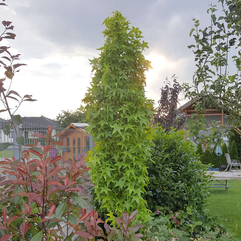 SäulenAmberbaum Liquidamber styraciflua 'Slender Silhouette'