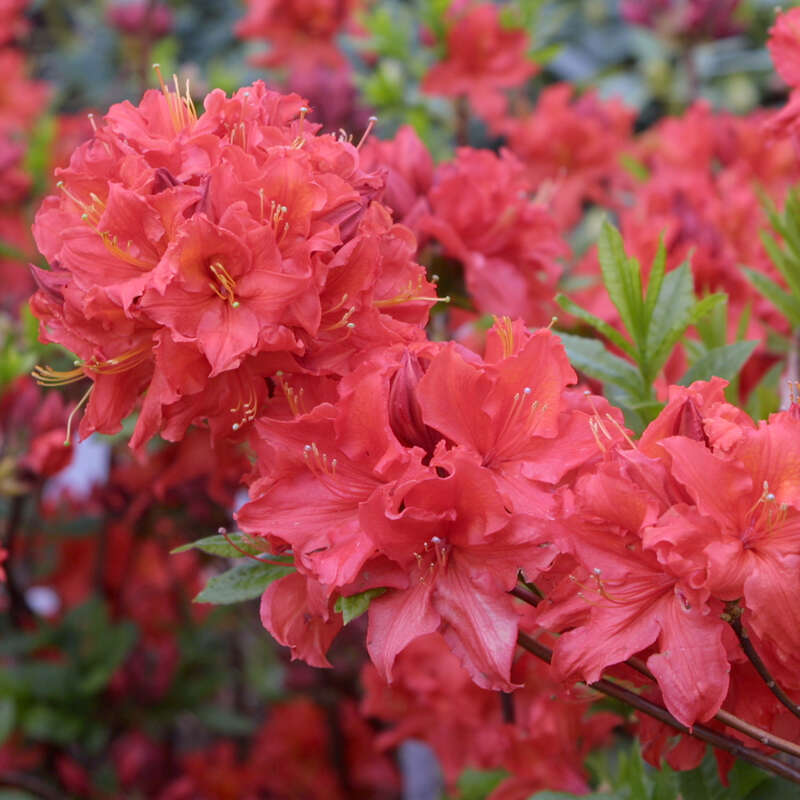 Hohe Gartenazalee Azalea Großblumig rot rot