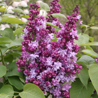 Syringa vulg. 'Reve Bleu'